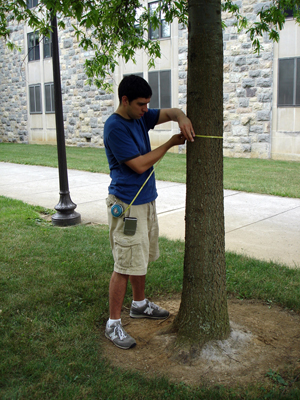 Tree Measurement
